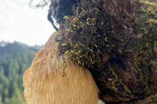 18781 E Evans Creek Rd, Rogue River, OR 97537 - Photo 89