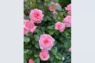 521 Seclusion Loop, Grants Pass, OR 97526 - Photo 45