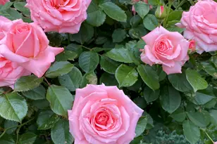 521 Seclusion Loop, Grants Pass, OR 97526 - Photo 45