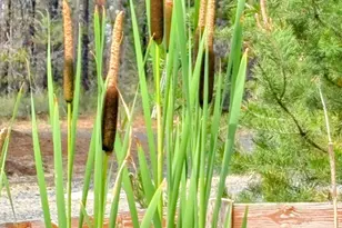 137127 Main St, Crescent, OR 97733 - Photo 21