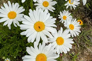 137127 Main St, Crescent, OR 97733 - Photo 41