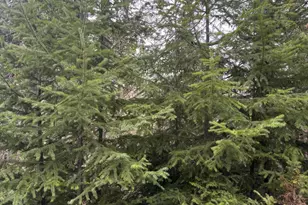 11000 Oregon 227, Trail, OR 97541 - Photo 25