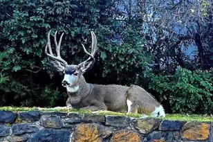 63790 Ranch Village Dr, Bend, OR 97701 - Photo 39