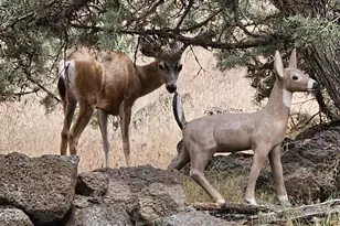 1686 NE Negus Way, Redmond, OR 97756 - Photo 41