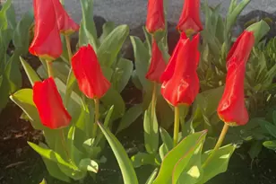 2446 Heritage Way, Medford, OR 97504 - Photo 51