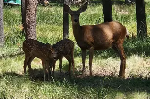 17168 Island Loop Way, Bend, OR 97707 - Photo 79