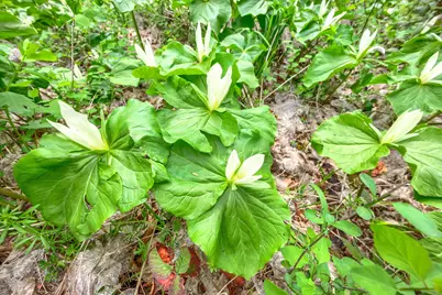 13645 E Evans Creek Road, Rogue River, OR 97537 - Photo 17