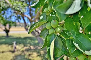 4464 Tioga Way, Central Point, OR 97502 - Photo 39