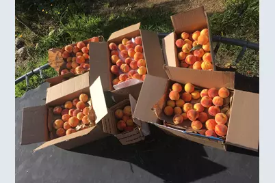 100 Christian Avenue, Talent, OR 97540 - Photo 17