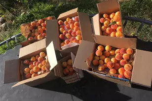 100 Christian Ave, Talent, OR 97540 - Photo 17