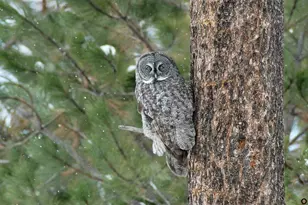 55635 Gatehouse Ln, Bend, OR 97707 - Photo 55