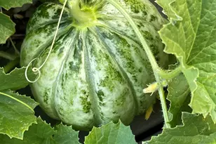 404 Lindilu Ln, Cave Junction, OR 97523 - Photo 51