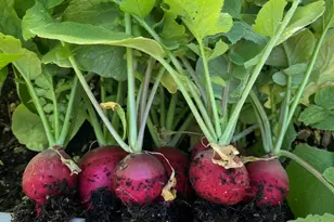 404 Lindilu Ln, Cave Junction, OR 97523 - Photo 55