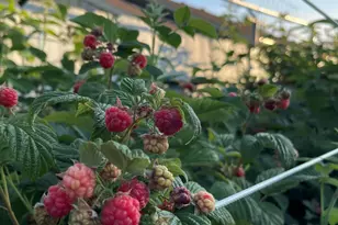 404 Lindilu Ln, Cave Junction, OR 97523 - Photo 53