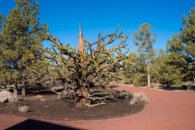 3342 SW 73rd Street, Redmond, OR 97756 - Photo 31