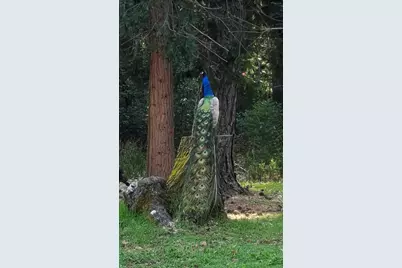 1080 Hays Cut Off Road, Cave Junction, OR 97523 - Photo 43