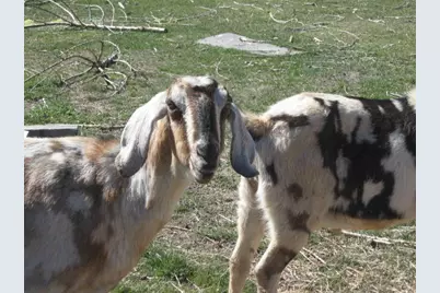 24086 Yellow Jacket Springs Road, Beatty, OR 97621 - Photo 15