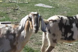 24086 Yellow Jacket Springs Rd, Beatty, OR 97621 - Photo 53