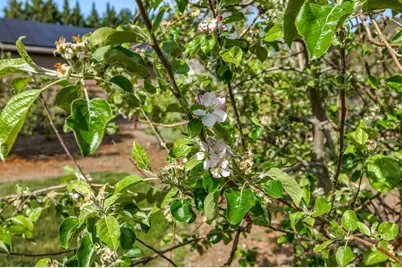 343 Rene Drive, Shady Cove, OR 97539 - Photo 67