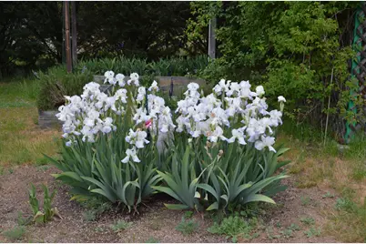 5460 Hwy 238, Jacksonville, OR 97530 - Photo 31