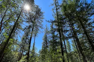 5225 Sterling Creek Rd, Jacksonville, OR 97530 - Photo 135