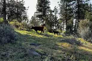 6310 Happy Hollow Ln, Bonanza, OR 97623 - Photo 59