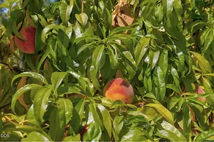 1027 NW Hawthorne Ave, Grants Pass, OR 97526 - Photo 47