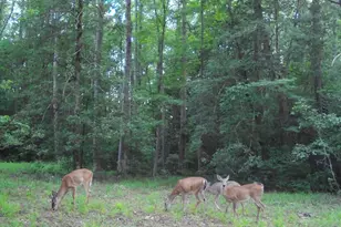 5369 Dilda Church Rd, Fountain, NC 27829 - Photo 43