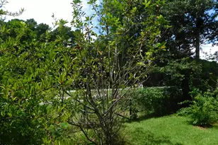 1010 W Scotsdale Rd, Laurinburg, NC 28352 - Photo 81