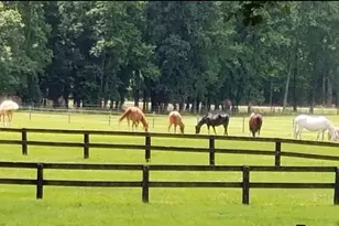 2639 Nc Hwy 211, Clarkton, NC 28433 - Photo 15