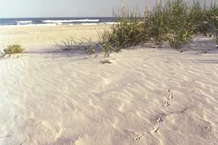6839 Marston Point SW, Ocean Isle Beach, NC 28469 - Photo 9