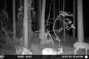 645 Bent Knee Rd, Keysville, GA 30816 - Photo 39