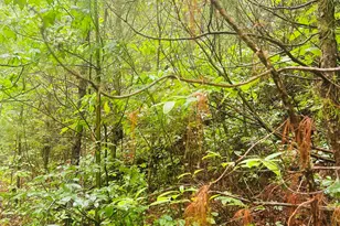 Lot 20 Owl Bluff, Murphy, NC 28906 - Photo 1