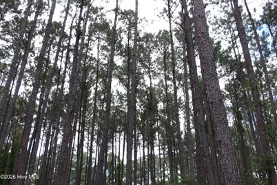 3231 Orchard Creek Road, Oriental, NC 28571 - Photo 15