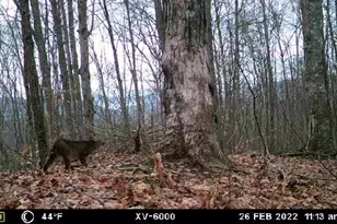 575 Vestal Cochran Rd, Topton, NC 28781 - Photo 51