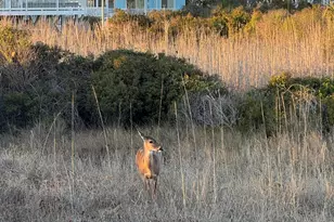 420 1st St, Sunset Beach, NC 28468 - Photo 41