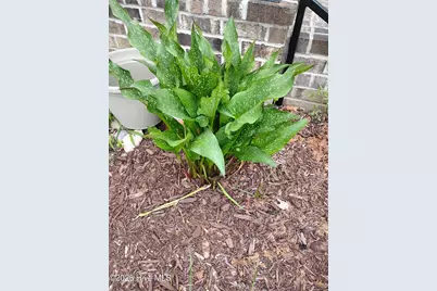 9146 S Nc 58, Elm City, NC 27822 - Photo 3