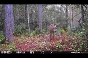 305 Tropical Trail, Beaufort, NC 28516 - Photo 69