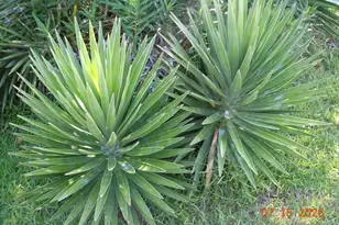 751 New Life Church Rd, Tabor City, NC 28463 - Photo 53