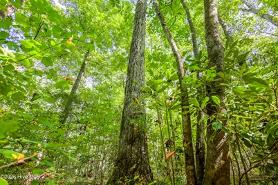 90 Ac Tree House Road, Andrews, NC 28901 - Photo 7