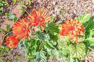 313 Live Oak Rd, Aiken, SC 29803 - Photo 39