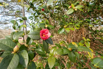 1164 Arbutus Hills Drive, Aiken, SC 29801 - Photo 11