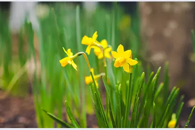 1005 Spruce Court, North Augusta, SC 29841 - Photo 15