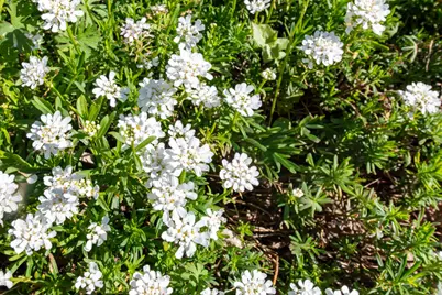 125 Laurel Oak Drive, Aiken, SC 29803 - Photo 37