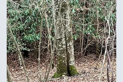 19 Lots Crockett, Hayesville, NC 28904 - Photo 61