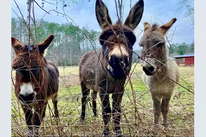 250 Hickory Woods Trail, Murphy, NC 28906 - Photo 55