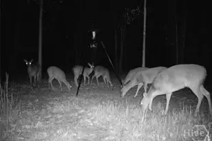 373 Chuck Ellis Rd, Portal, GA 30450 - Photo 67