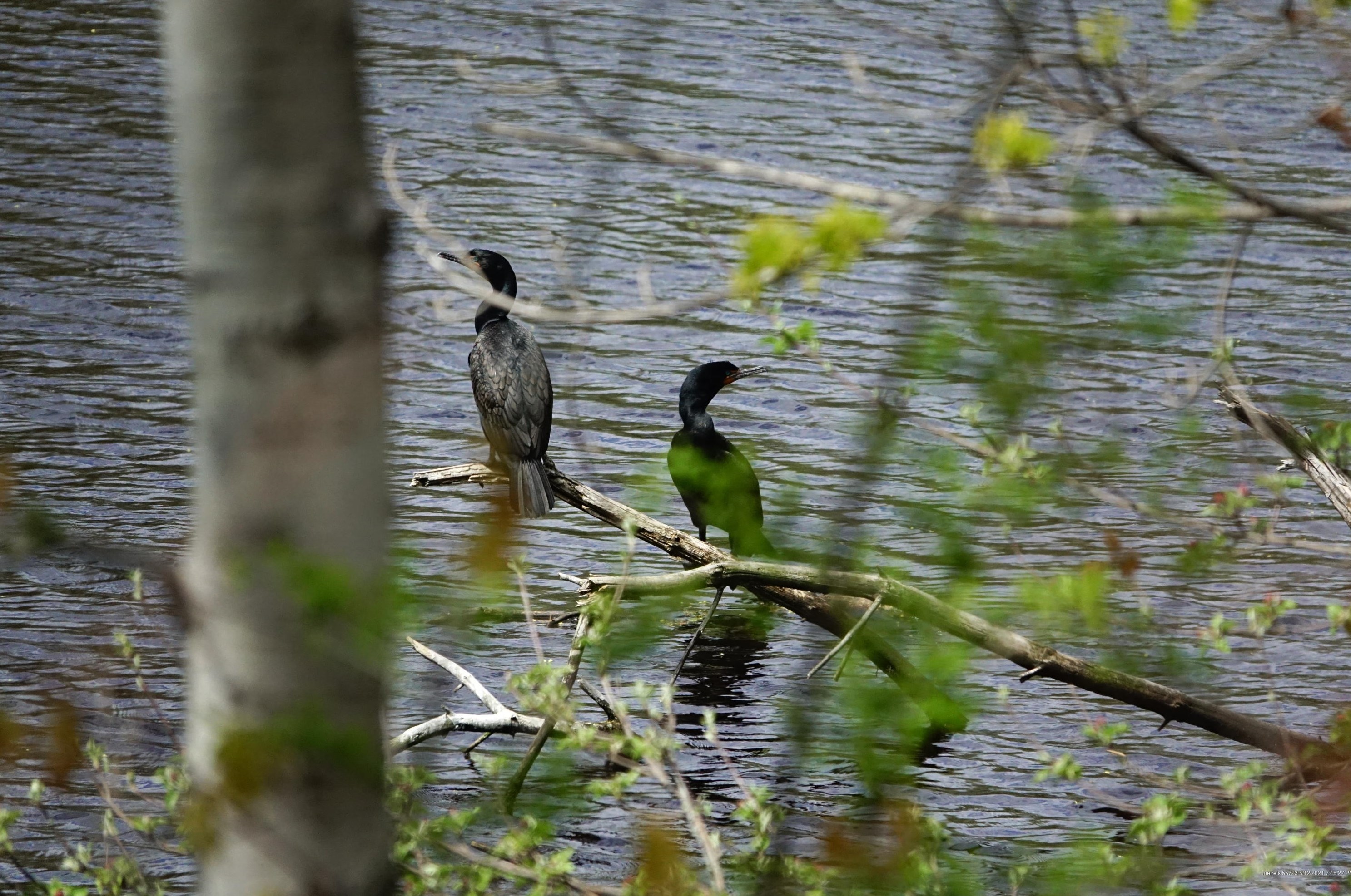 5 Cox St, Portland ME  04106-2635 exterior