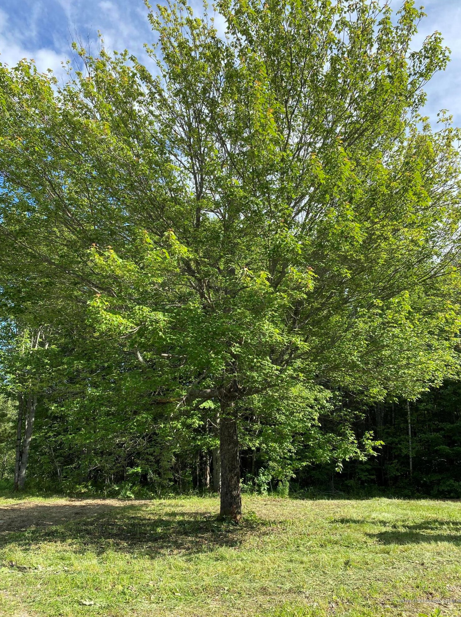 154 Morris Rd, Limestone ME  04750-6404 exterior