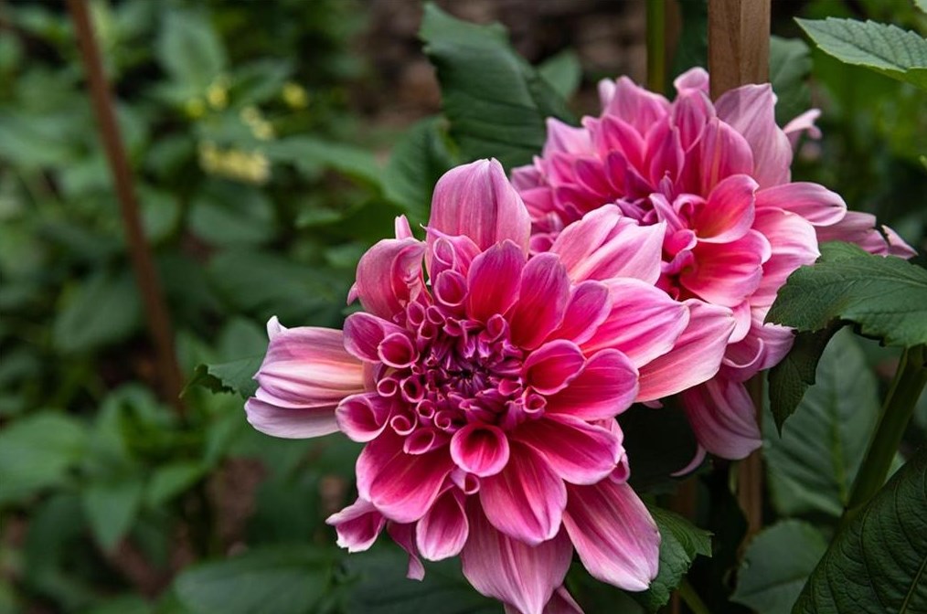 2841 Vernon Rd, Atlanta GA  30305-2934 exterior